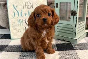 Cashew - puppy for sale