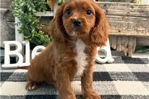 Cisco - Cavapoo for sale
