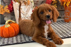 Cisco - puppy for sale