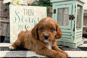 Nash - puppy for sale