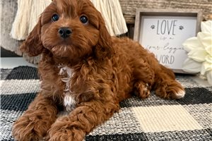 Parker - Cavapoo for sale