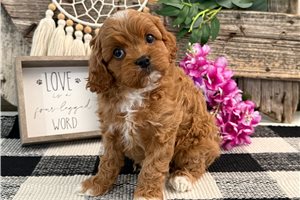 Noelle - puppy for sale
