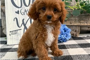 Nico - Cavapoo for sale