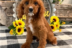 Nash - Cavapoo for sale