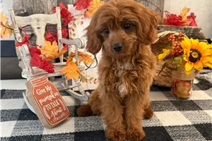 Cashew - Cavapoo for sale