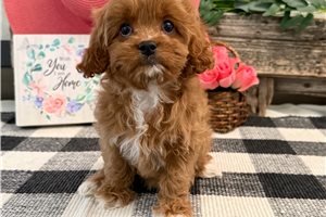 Noelle - Cavapoo for sale