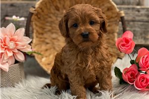 Claire - Cavapoo for sale