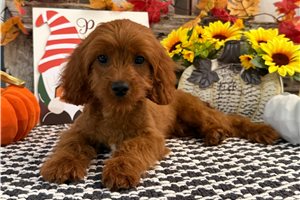 Callum - Cavapoo for sale