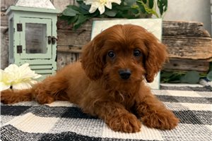 Callum - Cavapoo for sale