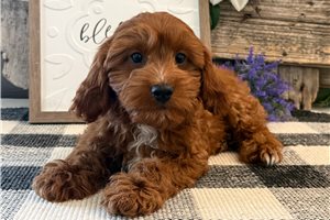 Parker - Cavapoo for sale