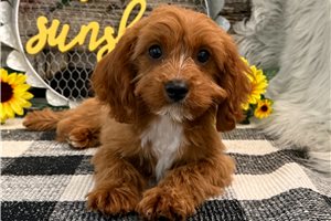 Pike - Cavapoo for sale