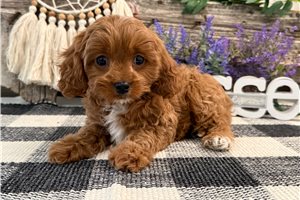 Nico - Cavapoo for sale