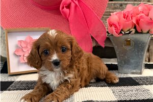 Lacey - puppy for sale