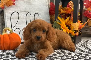 Cashew - Cavapoo for sale