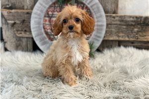 Blair - Cavapoo for sale