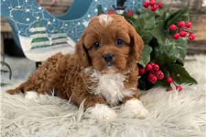 Mila - Cavapoo for sale