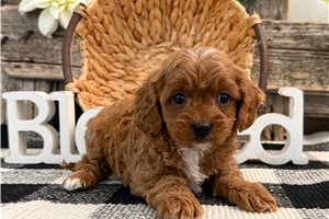 Nico - Cavapoo for sale