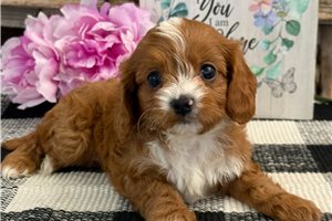 Lainey - puppy for sale