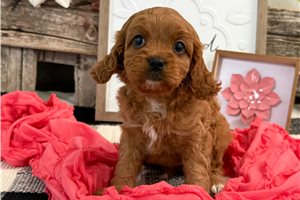 Nyla - Cavapoo for sale