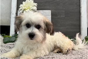 Forrest - puppy for sale