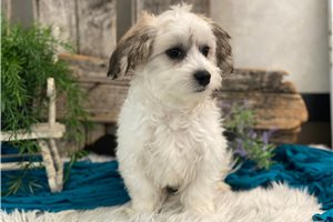 Forrest - Havachon for sale