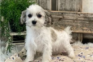 Florence - Havachon for sale