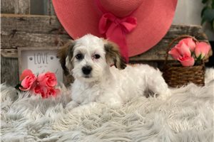 Fiona - Havachon for sale