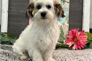 Fiona - puppy for sale