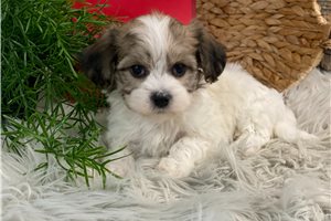 Fatima - Havachon for sale