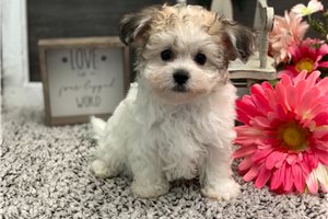 Marla - puppy for sale