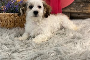 Fiona - Havachon for sale