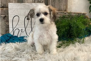 Forrest - Havachon for sale