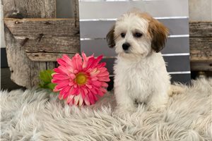 Francesca - Havachon for sale