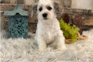 Franklin - Havachon for sale