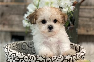 Minka - puppy for sale
