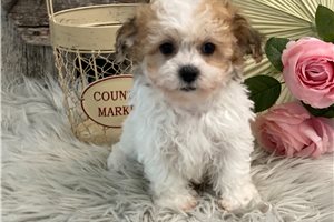 Monica - puppy for sale