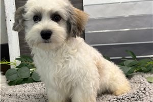 Franklin - puppy for sale