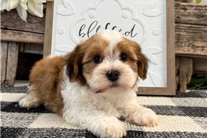 Fenton - puppy for sale