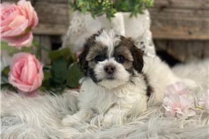 Elena - Havanese for sale