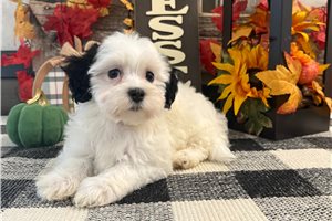 Flora - Havanese for sale