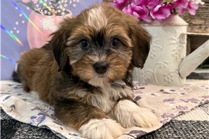 Kimberly - Havanese for sale