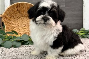 Everett - Havanese for sale