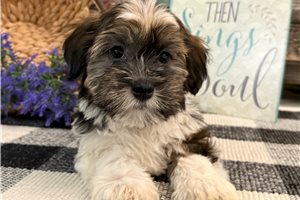 Kyler - Havanese for sale