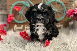 Georgia - puppy for sale