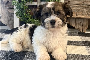 Atticus - Havanese for sale