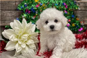 Jeffery - puppy for sale