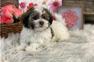 Elena - Havanese for sale