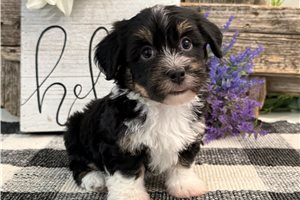 Dino - Havanese for sale