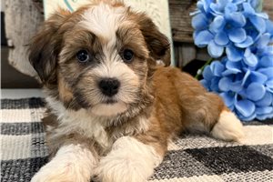 Kaiden - Havanese for sale