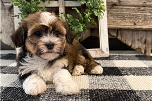 Flossy - Havanese for sale